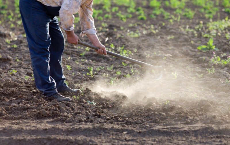 Gardener using a hoe to remove young weeds from dry soil by shallow cultivation in a vegetable garden