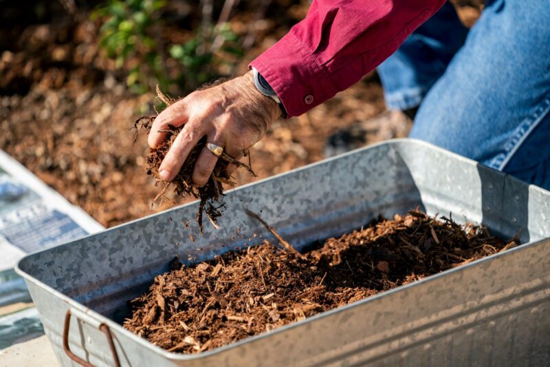 Hand spreading organic mulch into a raised garden bed to suppress weeds and improve soil health