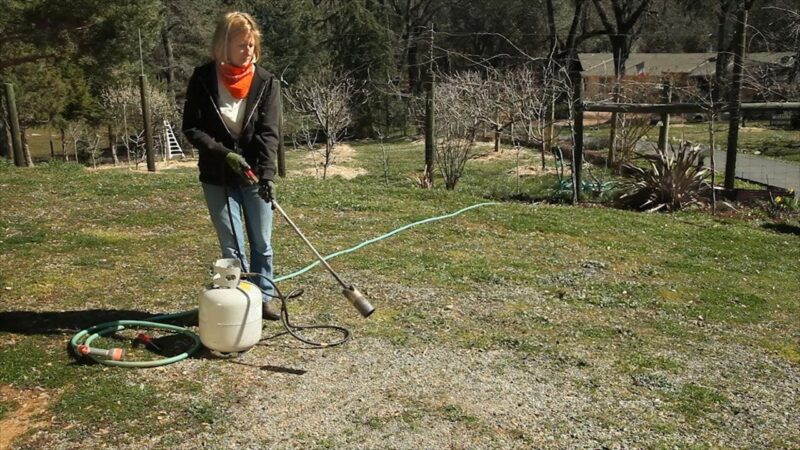 Person using a propane weed torch to control weeds on a gravel surface as a non chemical summer weed management method